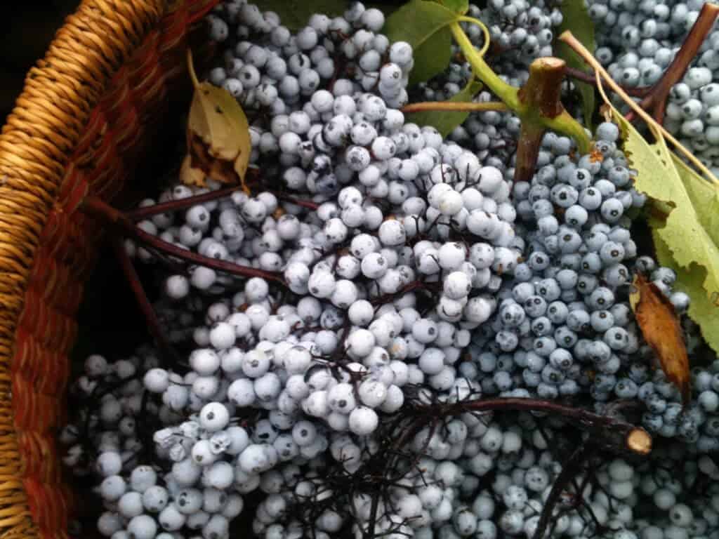 Elderberry Not just an immune stimulant!! The School of Evolutionary