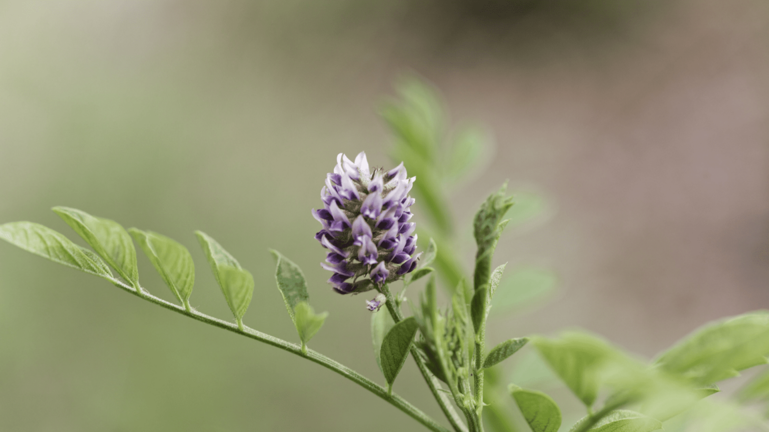 Not Just Candy How to Use Licorice Root Safely The School of