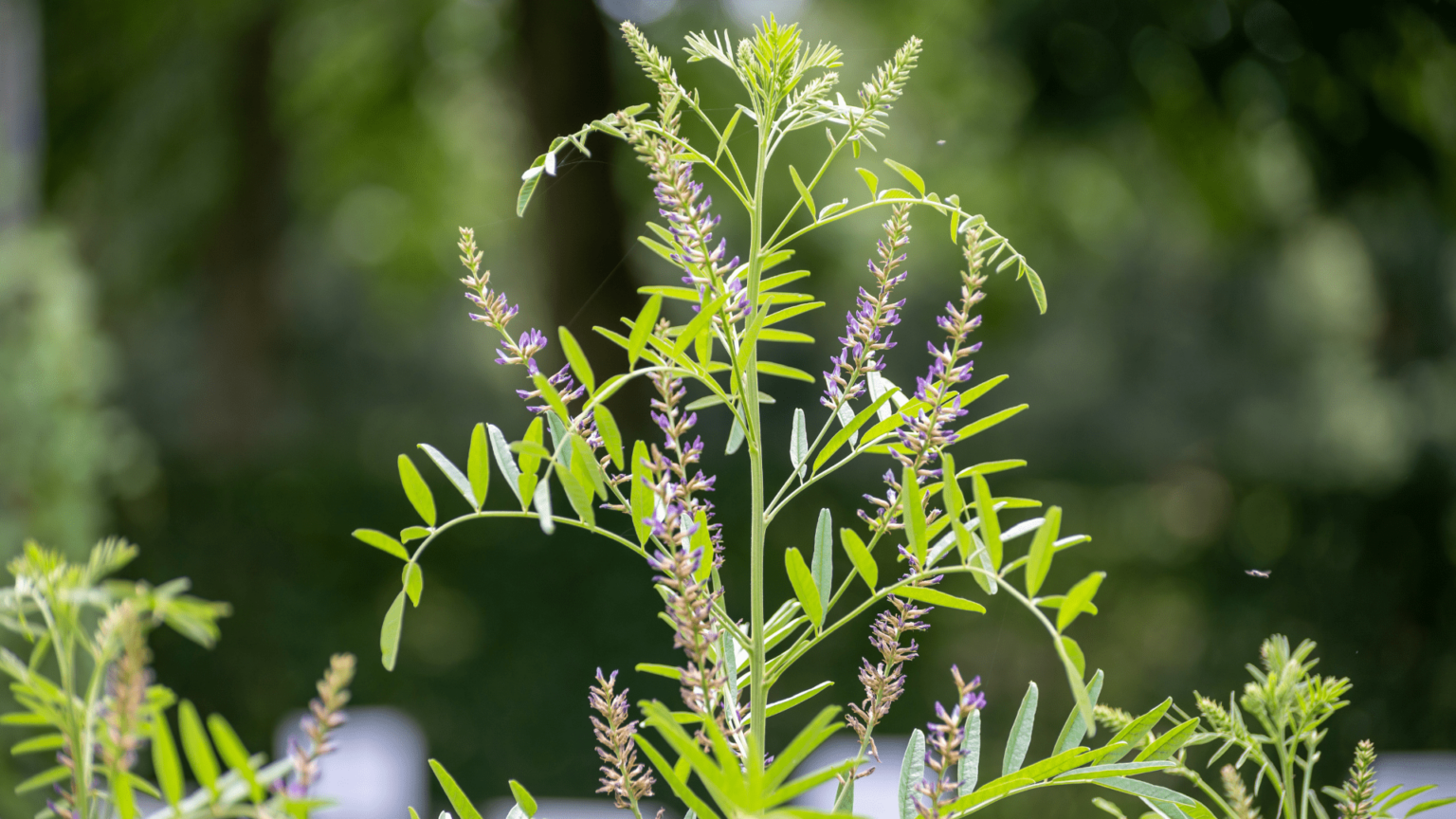 Not Just Candy How to Use Licorice Root Safely The School of