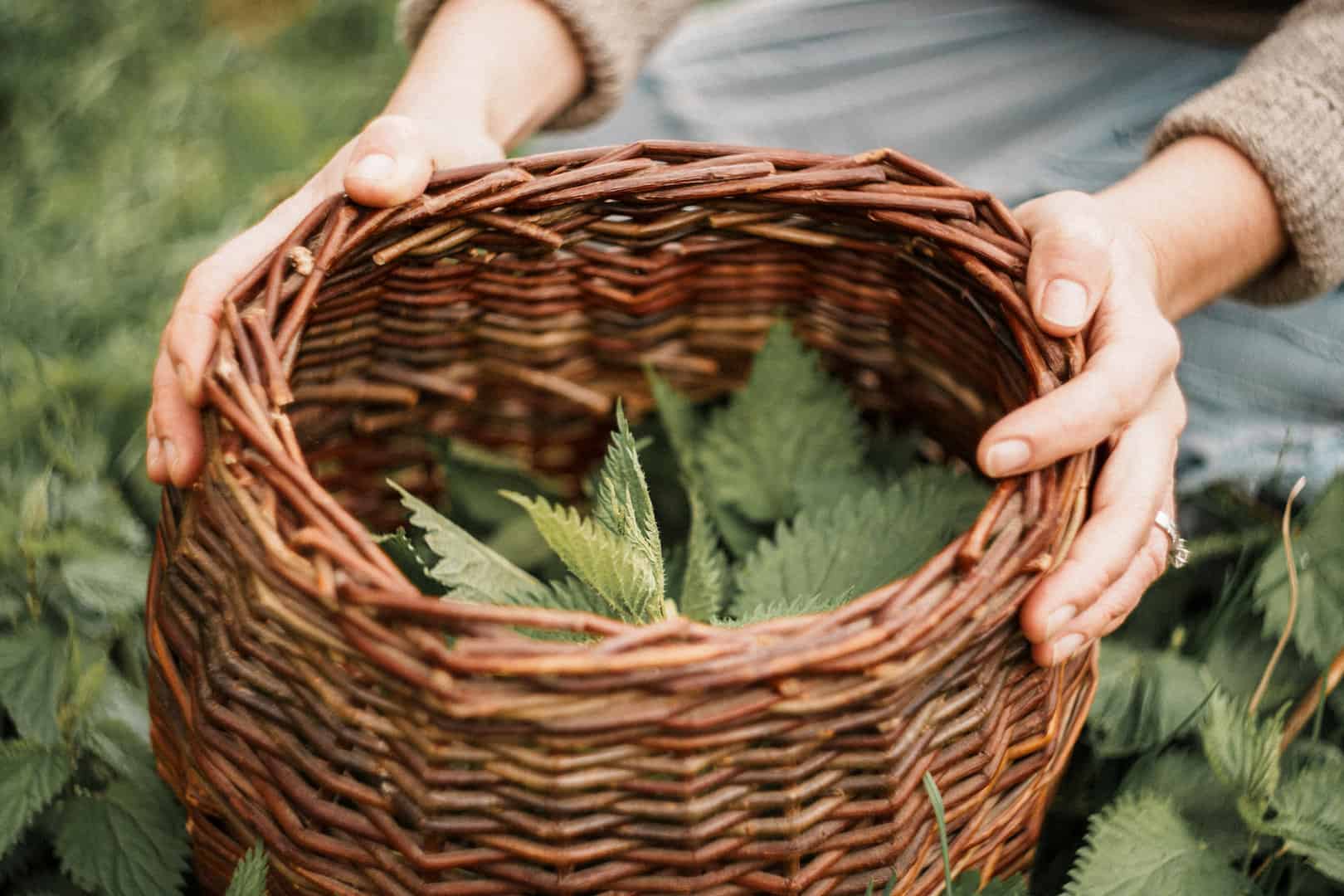 Basket of wild harvested Nettles (Urtica dioica)