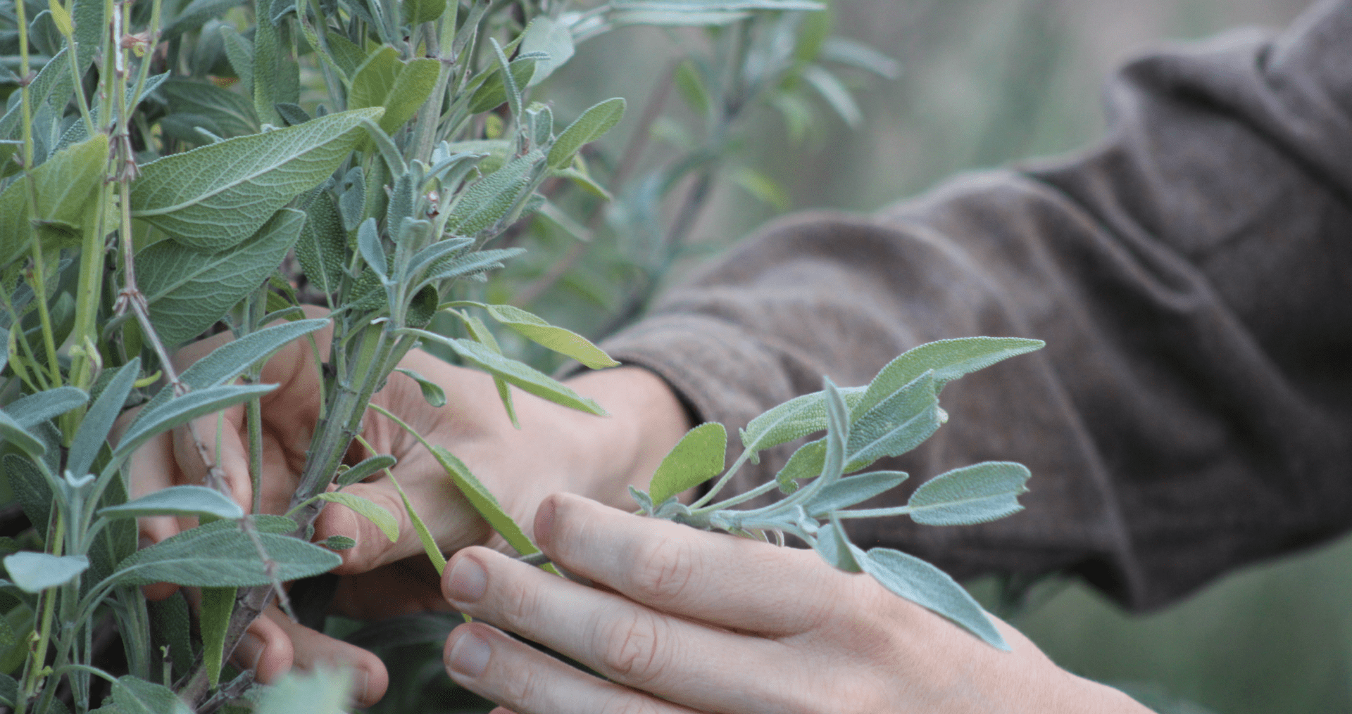 Sage (Salvia officinalis) harvest