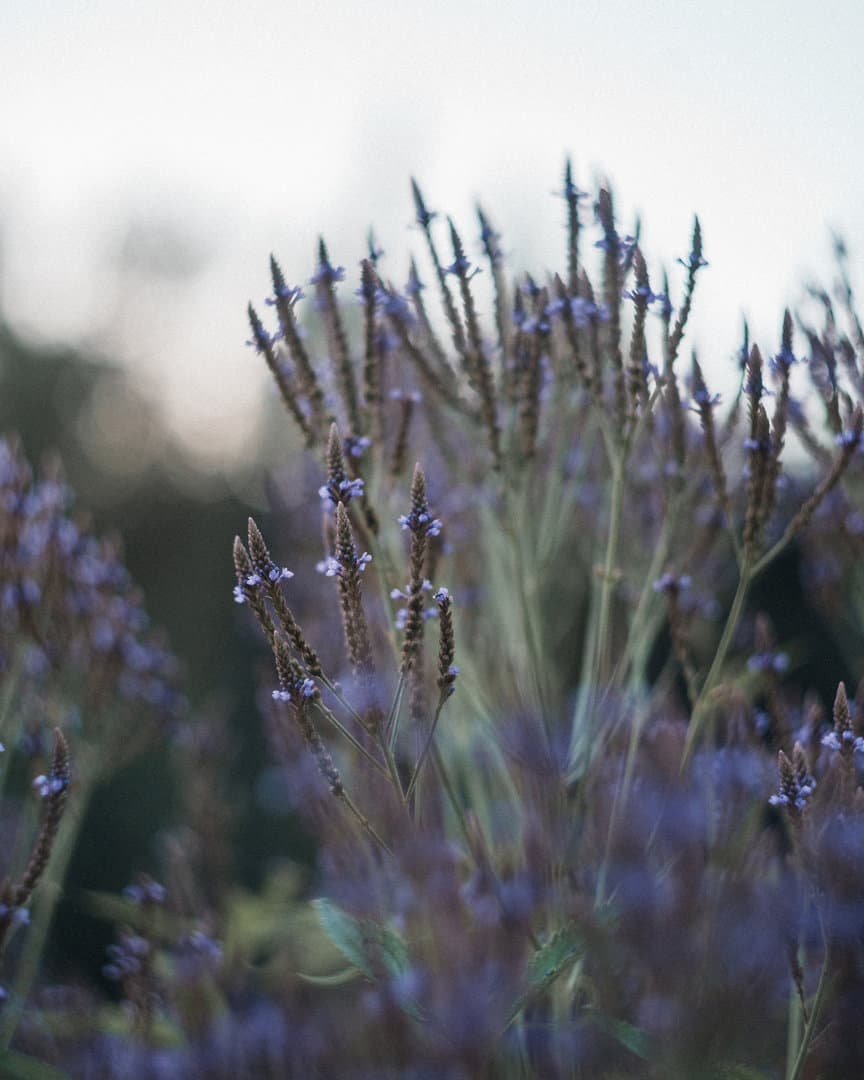 Online Herbalism Course