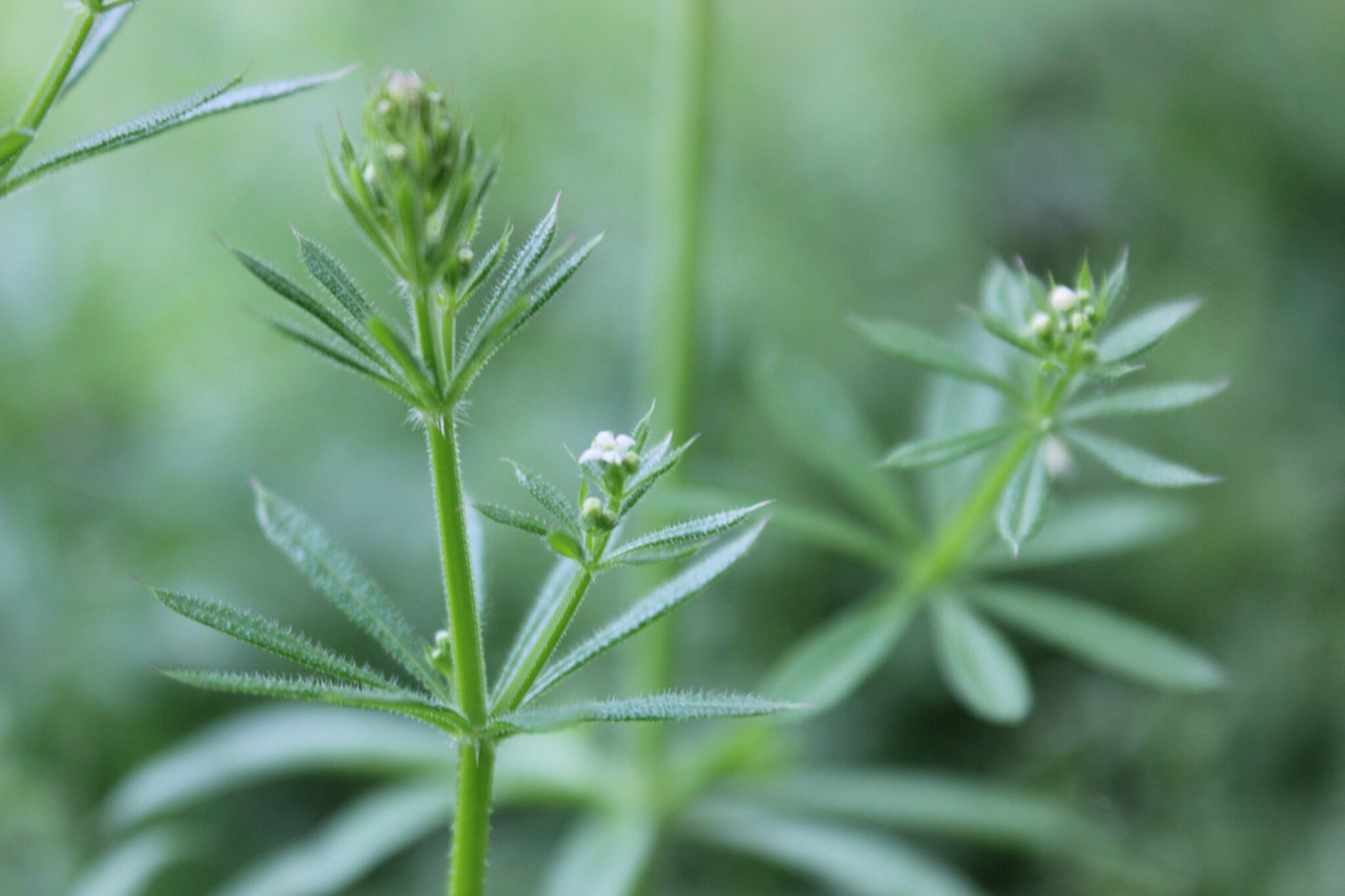 Cleavers The Inner Water Purifier The School of Evolutionary Herbalism