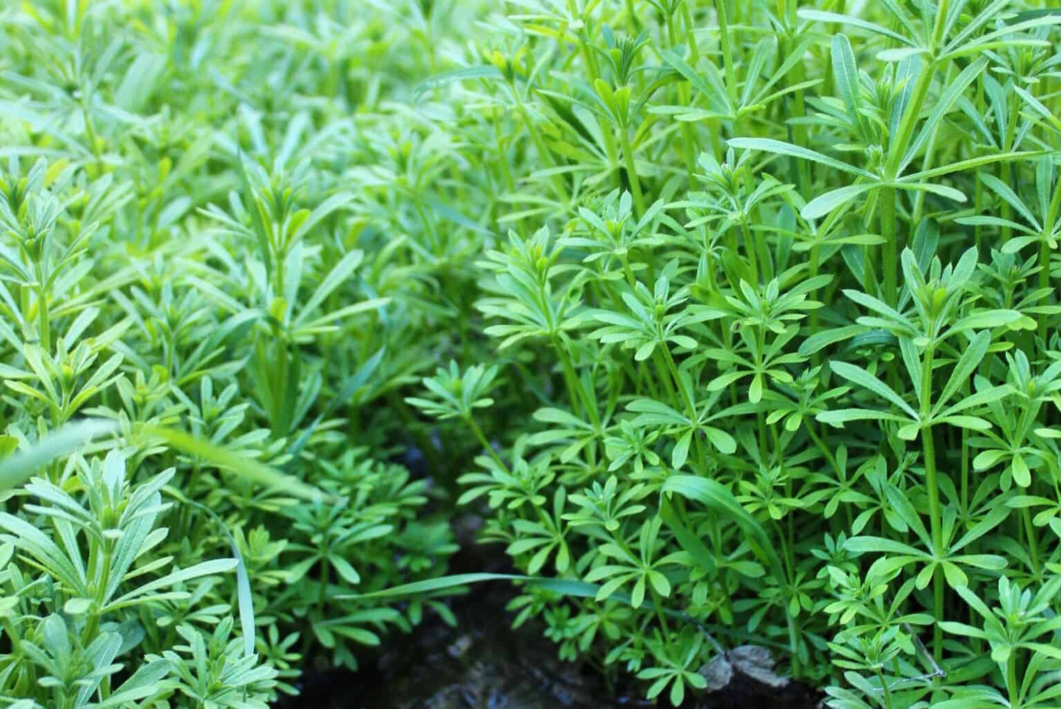 Cleavers The Inner Water Purifier The School of Evolutionary Herbalism
