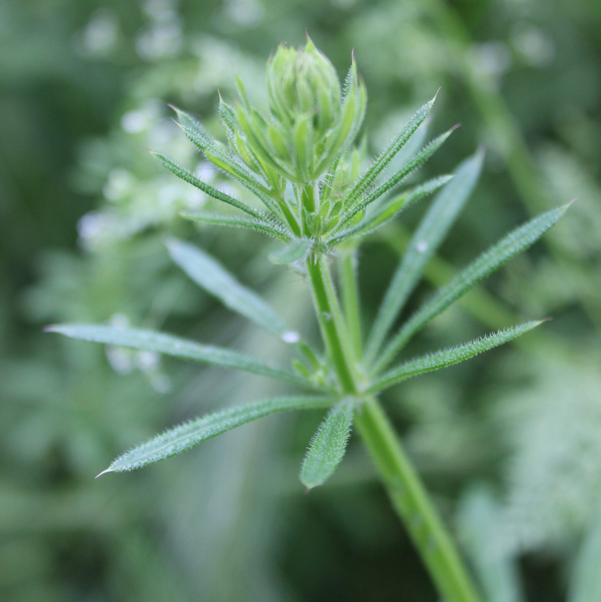 Cleavers The Inner Water Purifier The School of Evolutionary Herbalism