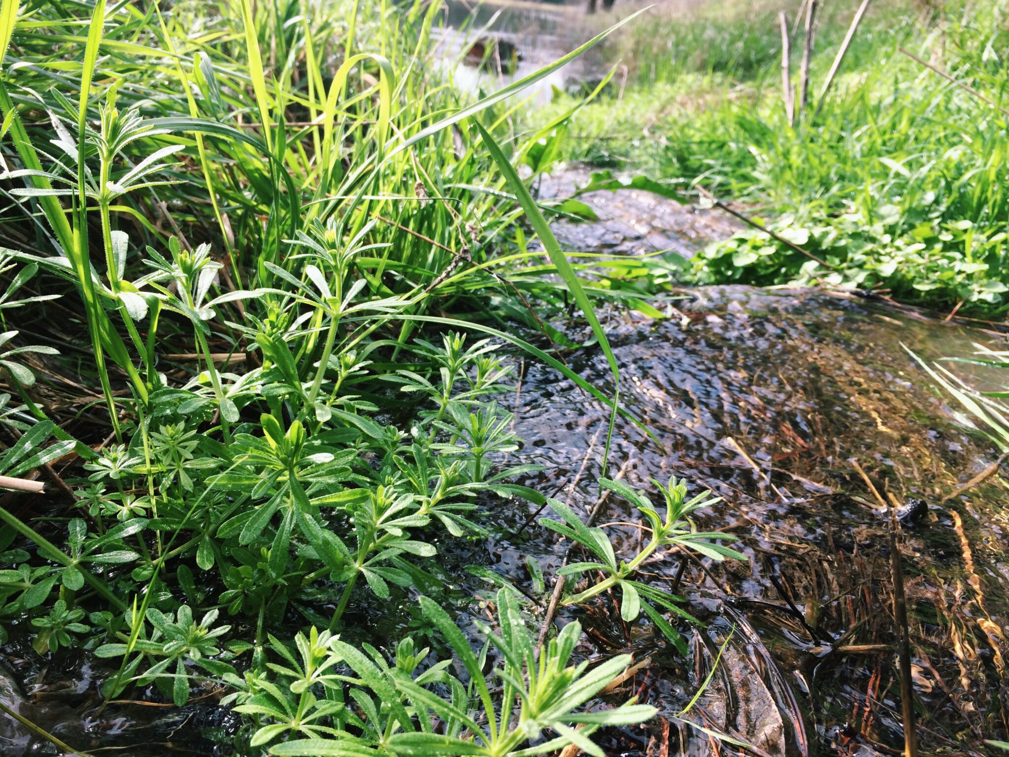 Cleavers The Inner Water Purifier The School of Evolutionary Herbalism