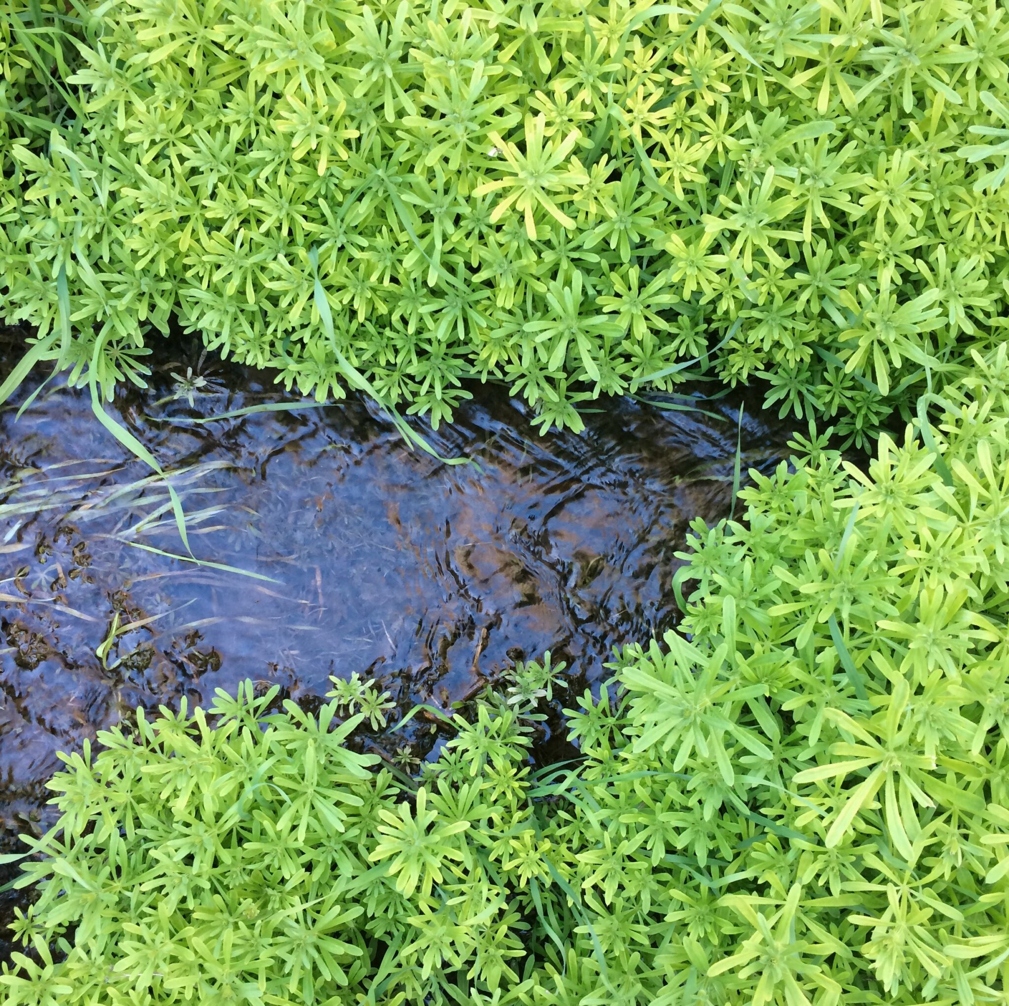 Cleavers The Inner Water Purifier The School of Evolutionary Herbalism