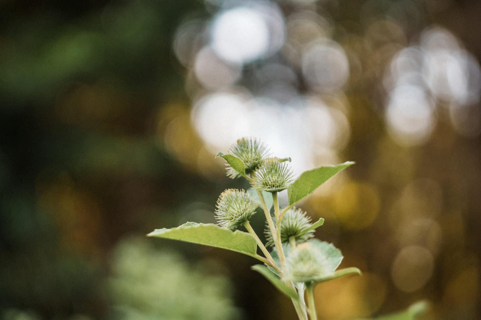 Burdock